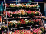 Outdoor Display |  Floral  Display| The Marco Company-MET-HB A FRM